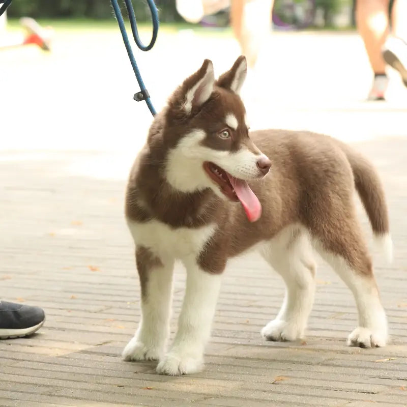 Pawsitive Behavior About Pawsitive
