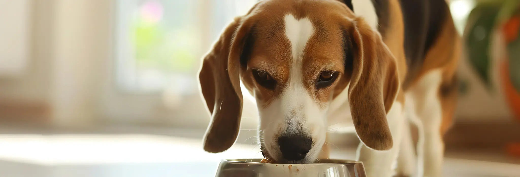 Dog eating from a bowl with a blurred background