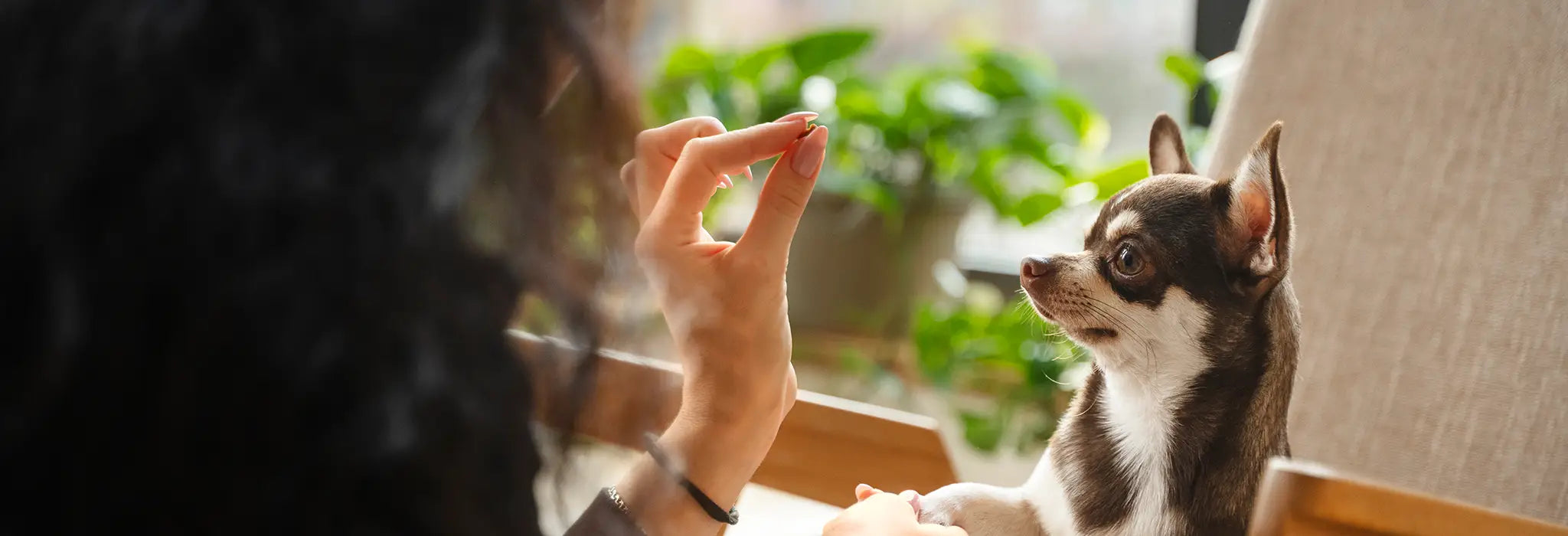 Person meditating with a small dog sitting attentively on a table indoors.