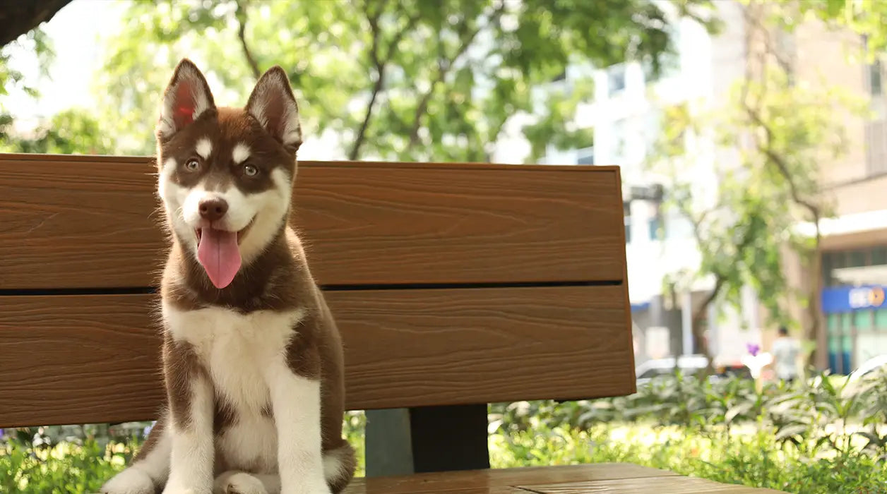 Puppy sitting on a wooden bench with a blurred green outdoor background