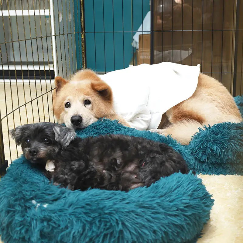 Two dogs, one black and one brown, lying on a blue fluffy bed inside a cage.