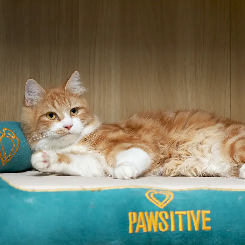 Orange and white cat lying on a teal pet bed with 'PAWSITIVE' text.