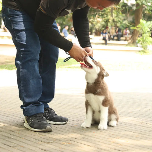 Person petting a brown and white puppy on a wooden deck with a park background