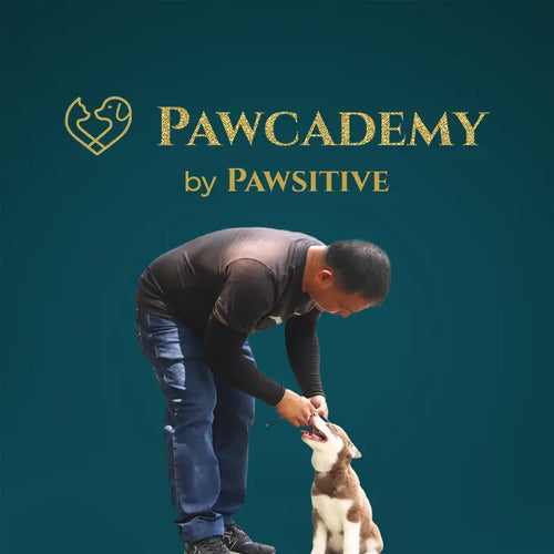 Man interacting with a dog on a teal background with 'Pawcademy by Pawsitive' logo.