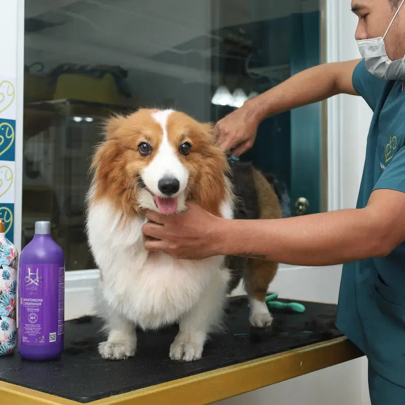 Dog being groomed by a person in a salon setting with grooming products visible.