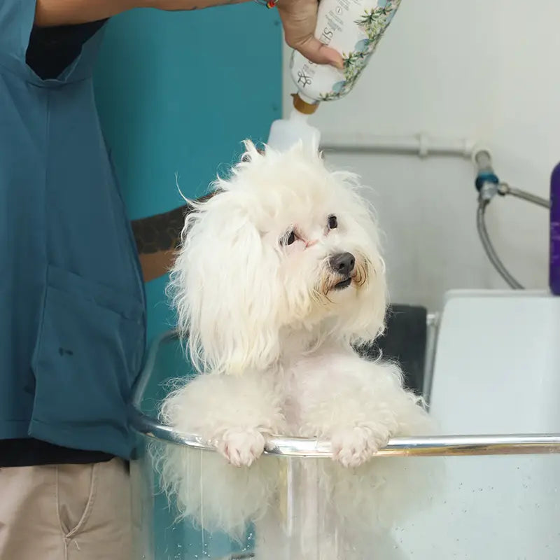 White dog being bathed by a person in a blue scrub top.