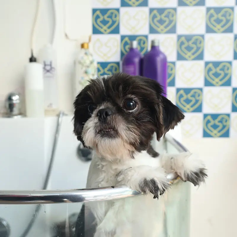 Small black and white dog in a bathtub with a checkered tile wall.