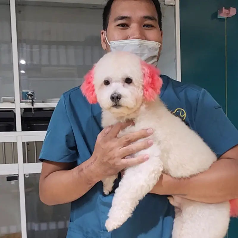 Person holding a small white dog with pink headband in a grooming salon.