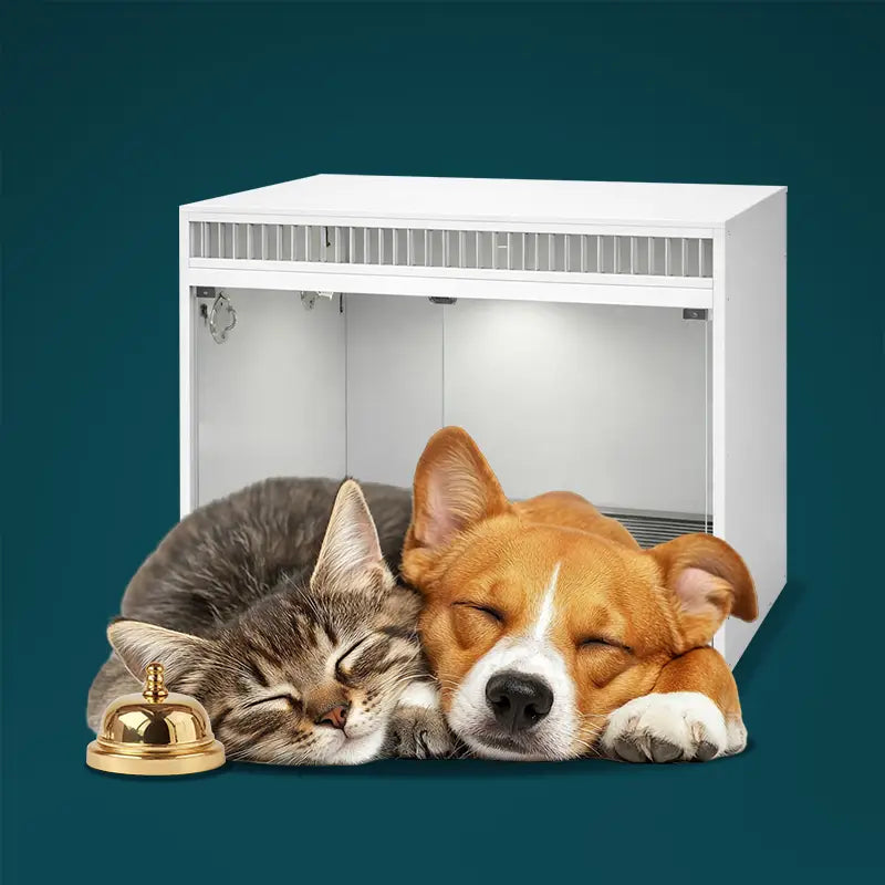 Cat and dog sleeping together in a small room with a gold bell on a blue background